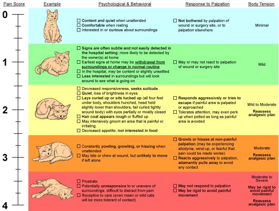 Group 7 - Pain and Inflammation